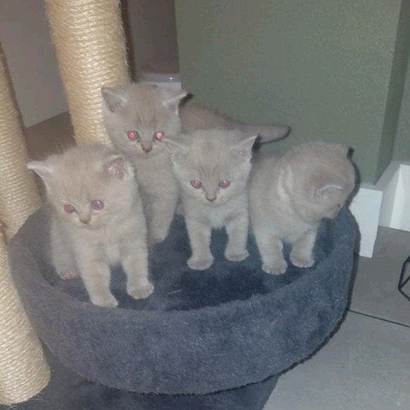 lief brits korthaar  kitten, Meerdere dieren, 0 tot 2 jaar