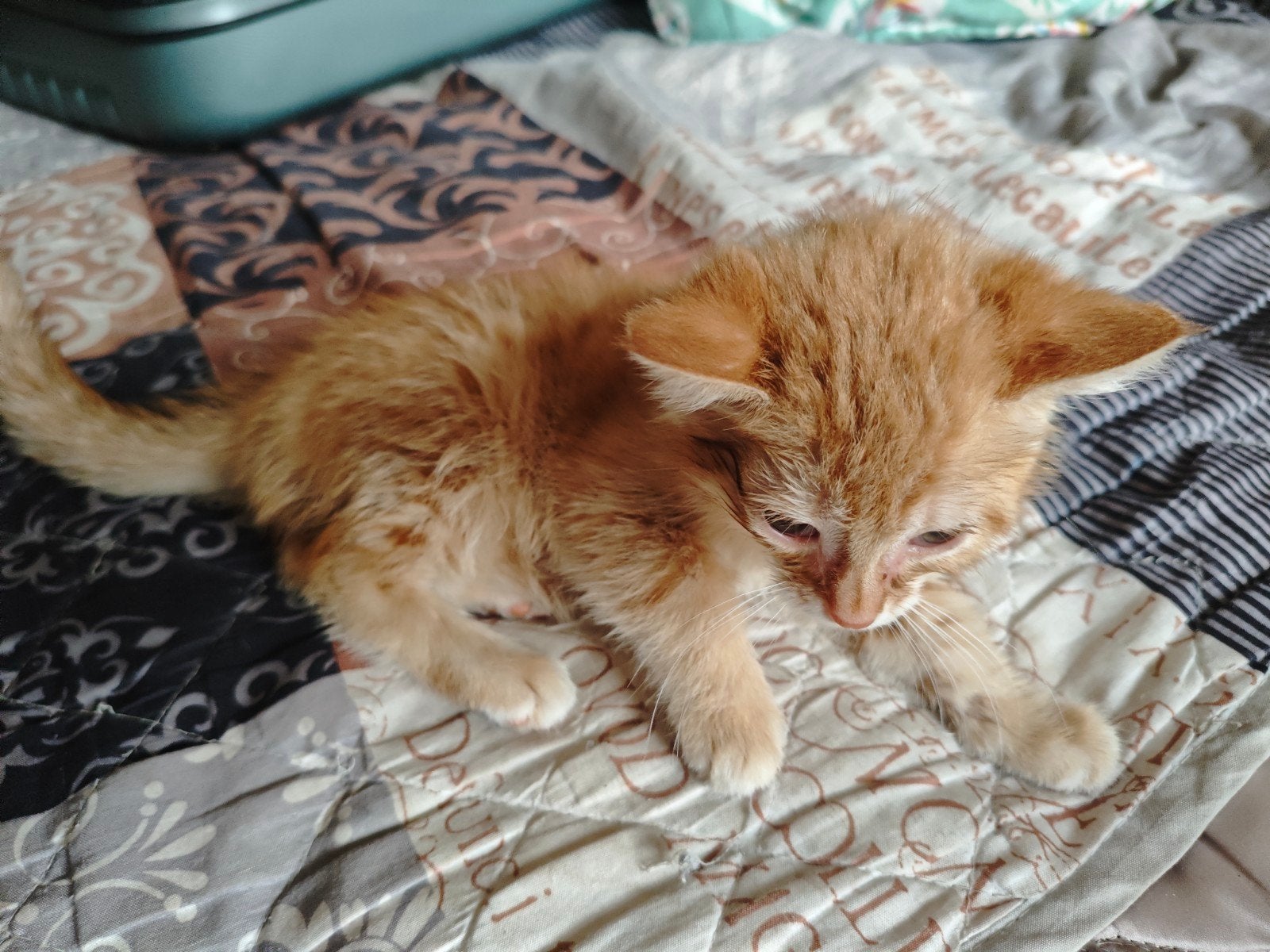 Gratis lieve Kittens met moeder poes, Ophalen
