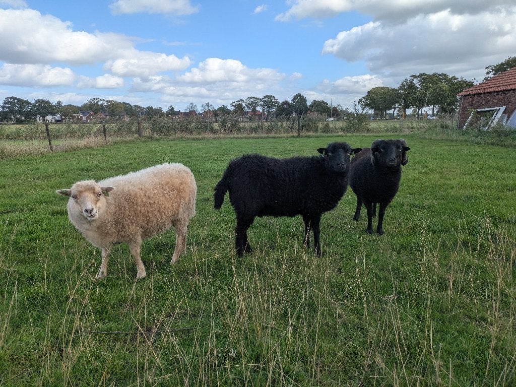 Te koop: Vriendelijk koppeltje Ouessant Schaapjes, Dieren en Toebehoren, Meerdere dieren, Schaap