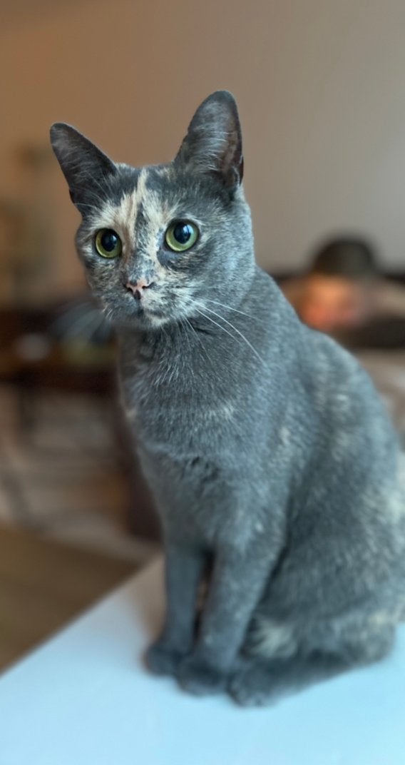 Gratis kat/poes, Dieren en Toebehoren, Poes, 3 tot 5 jaar