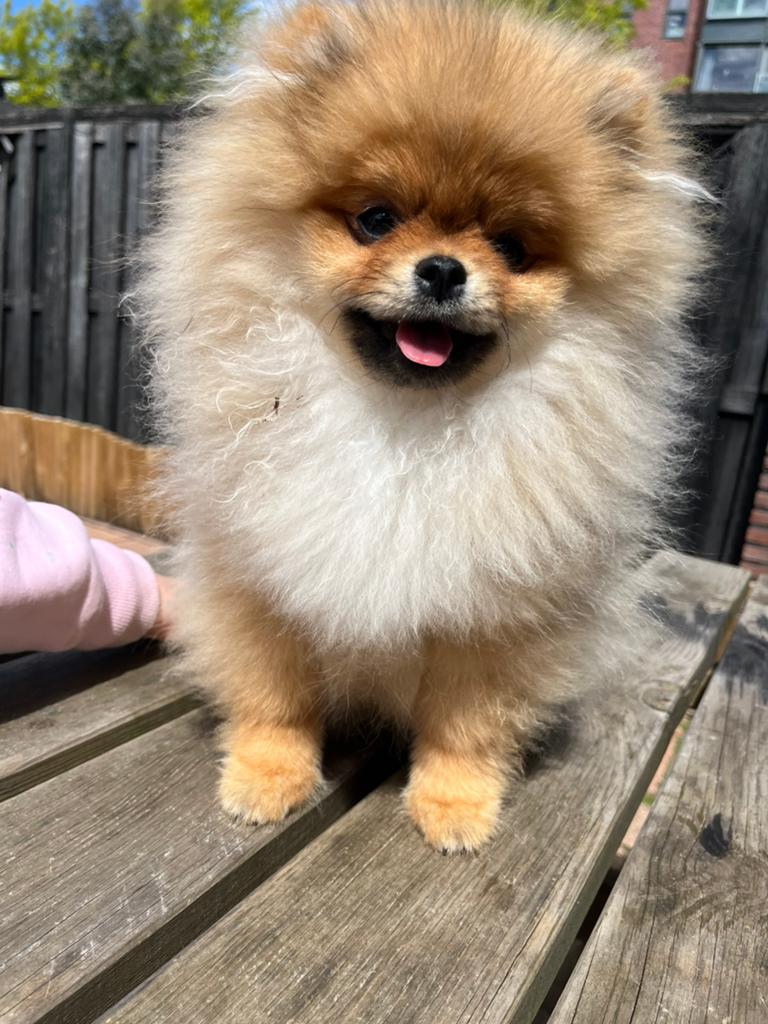 Pomeranian puppy Bob :), 15 weken tot 1 jaar, Reu, Eén hond, Klein