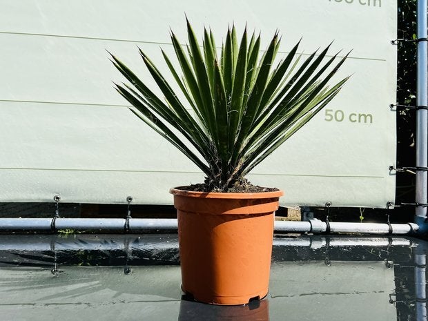 Palmboom - Yucca Filifera- hoogte 50 cm, Ophalen of Verzenden, 100 tot 250 cm, Zomer, Palmboom