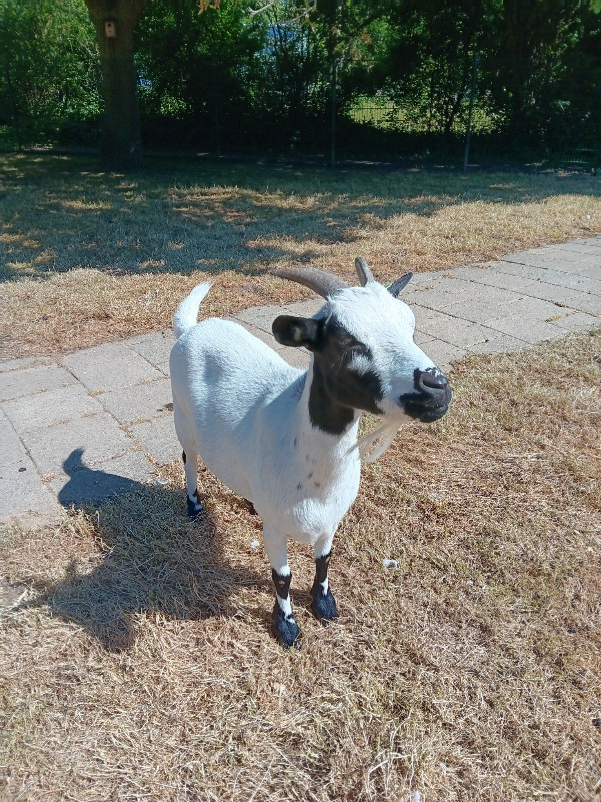 dwergeit goed tehuis, Dieren en Toebehoren, Schapen, Geiten en Varkens, Geit, Vrouwelijk, 3 tot 5 jaar