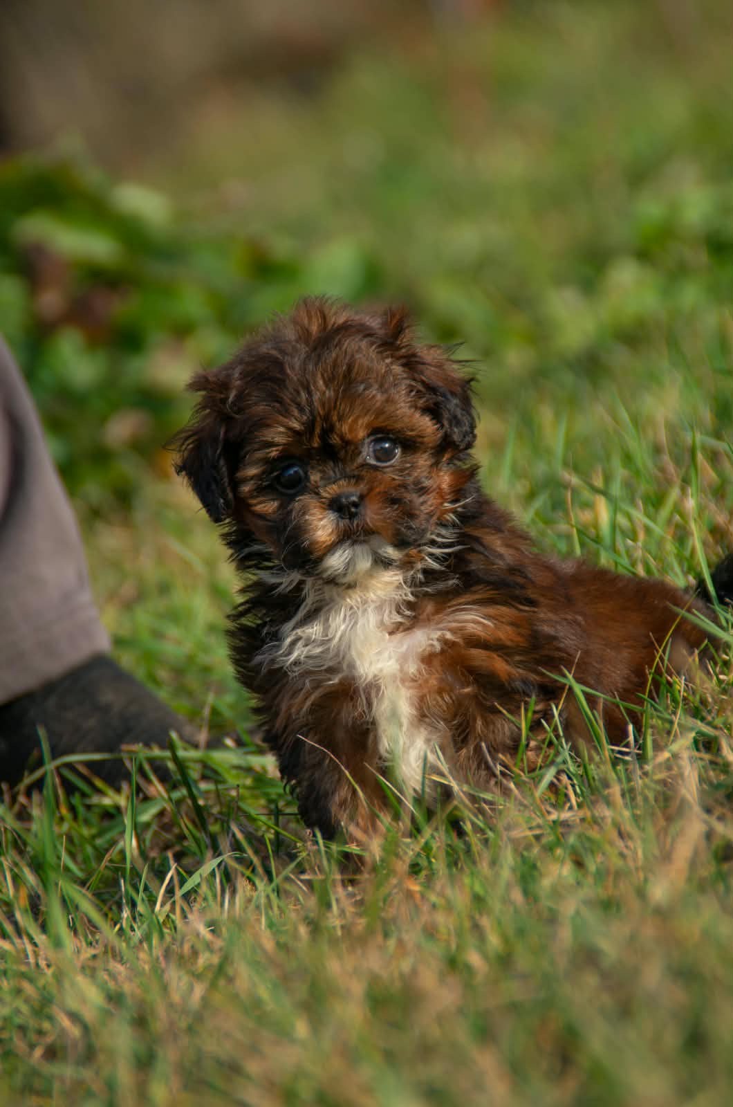 Maltipoo Chocolate & White Teefje • Rowena • Baby Face, Overige rassen, 8 tot 15 weken, Buitenland, Teef