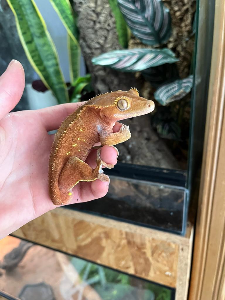 Wimpergekko + terrarium goed huisje gezocht!, Dieren en Toebehoren, Reptielen en Amfibieën, Hagedis, Met terrarium, 0 tot 2 jaar