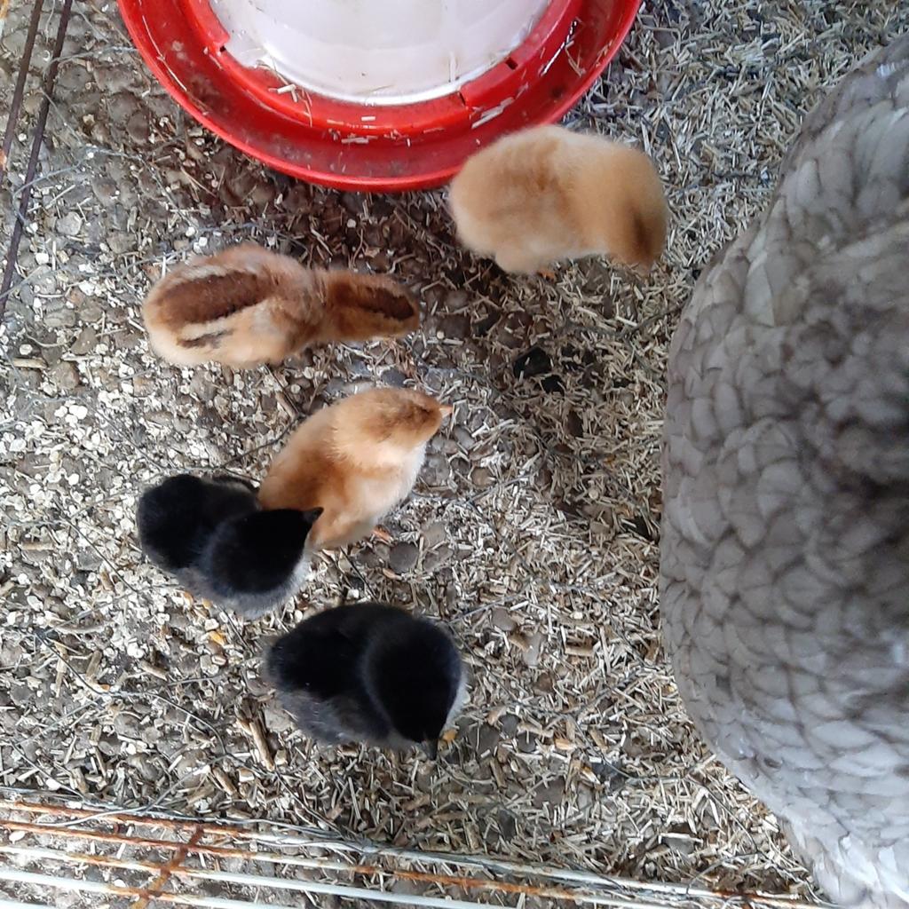 Kuikentjes 12 mei geboren., Dieren en Toebehoren, Geslacht onbekend, Kip