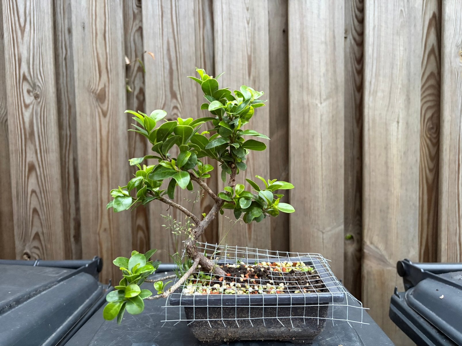 Ficus bonsai, Ophalen, Zo goed als nieuw, Steen, Minder dan 30 cm