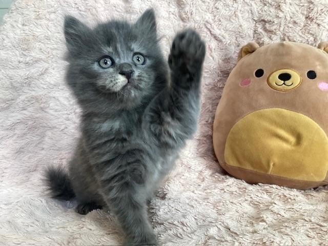 schattige X maine coon kittens, Meerdere dieren, 0 tot 2 jaar