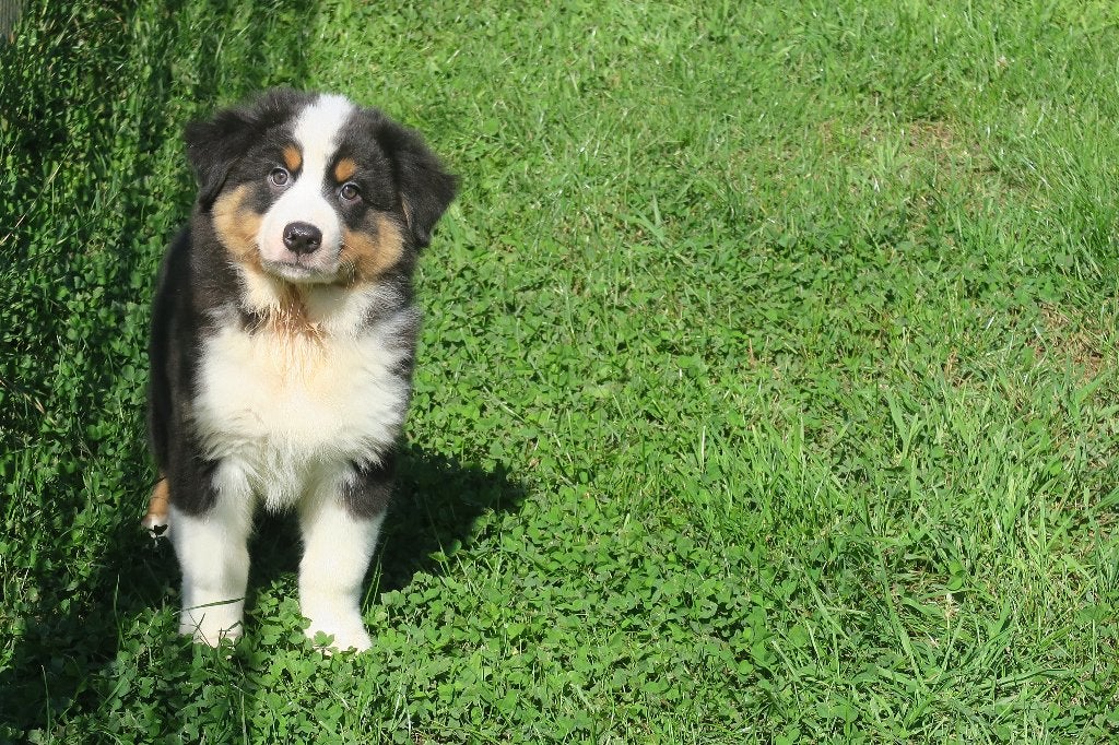 Foto 7 van Black Tri Australian Shepherd pups