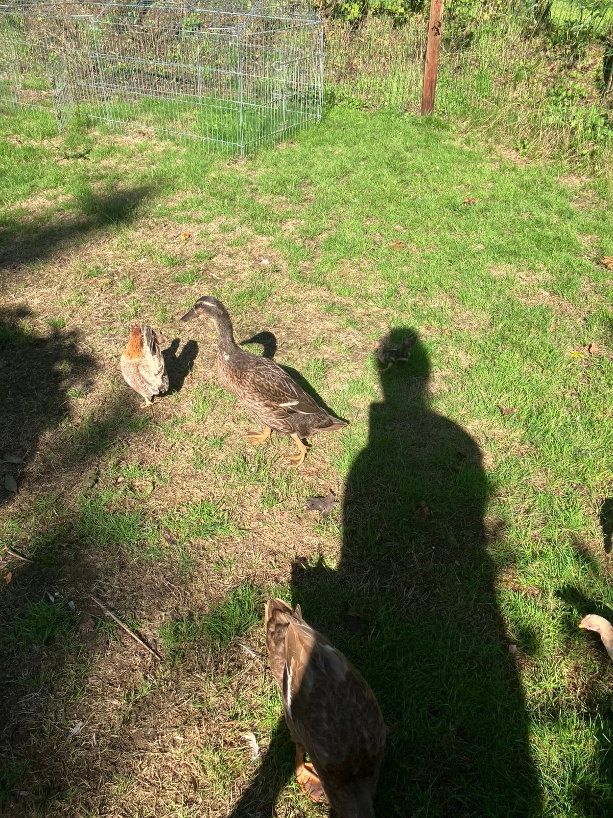2 vrouwelijke wildkleur loopeenden/fleseenden, Dieren en Toebehoren, Pluimvee, Vrouwelijk, Eend