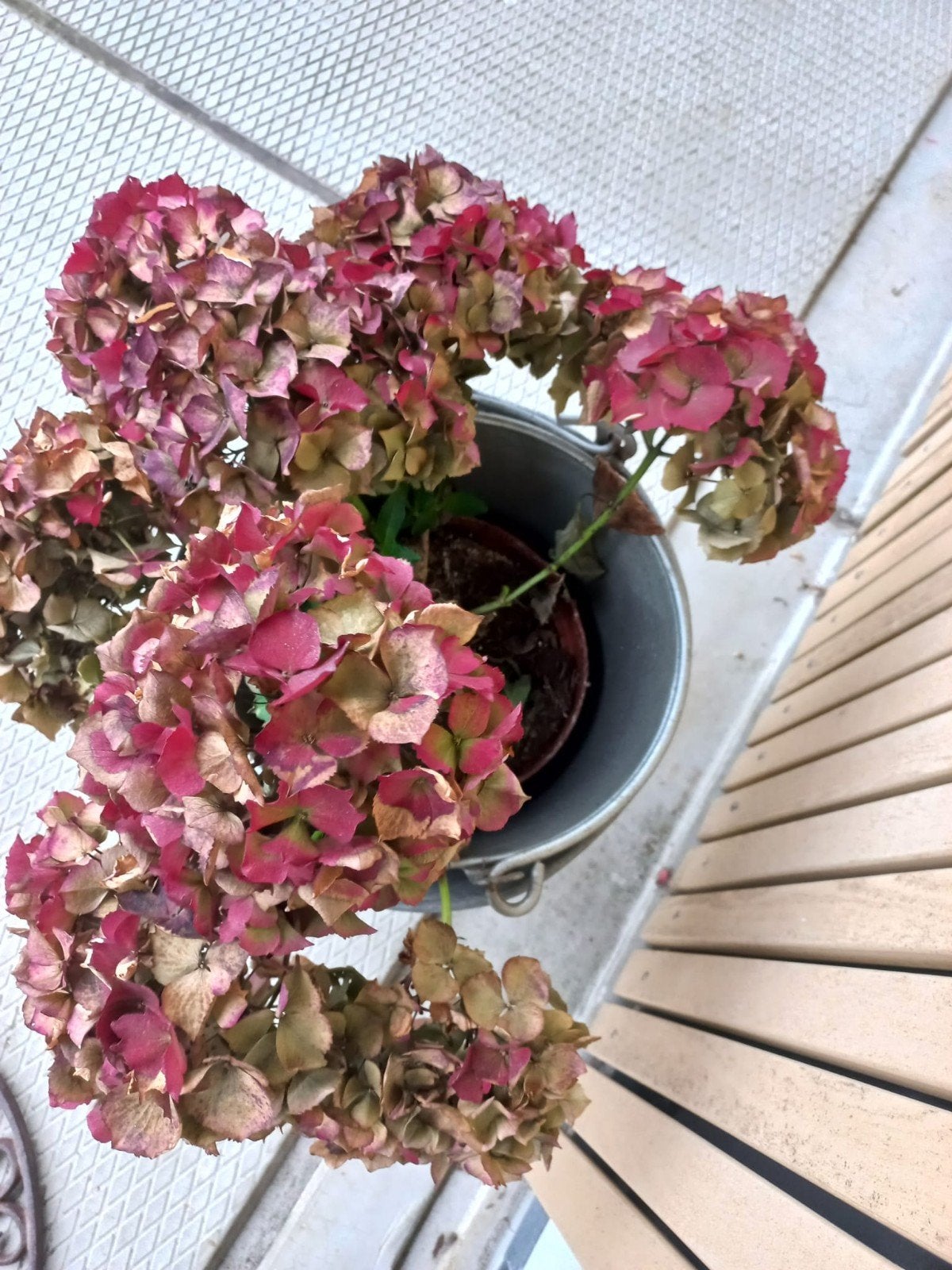 tuin hortensia, Tuin en Terras, Ophalen, Overige soorten