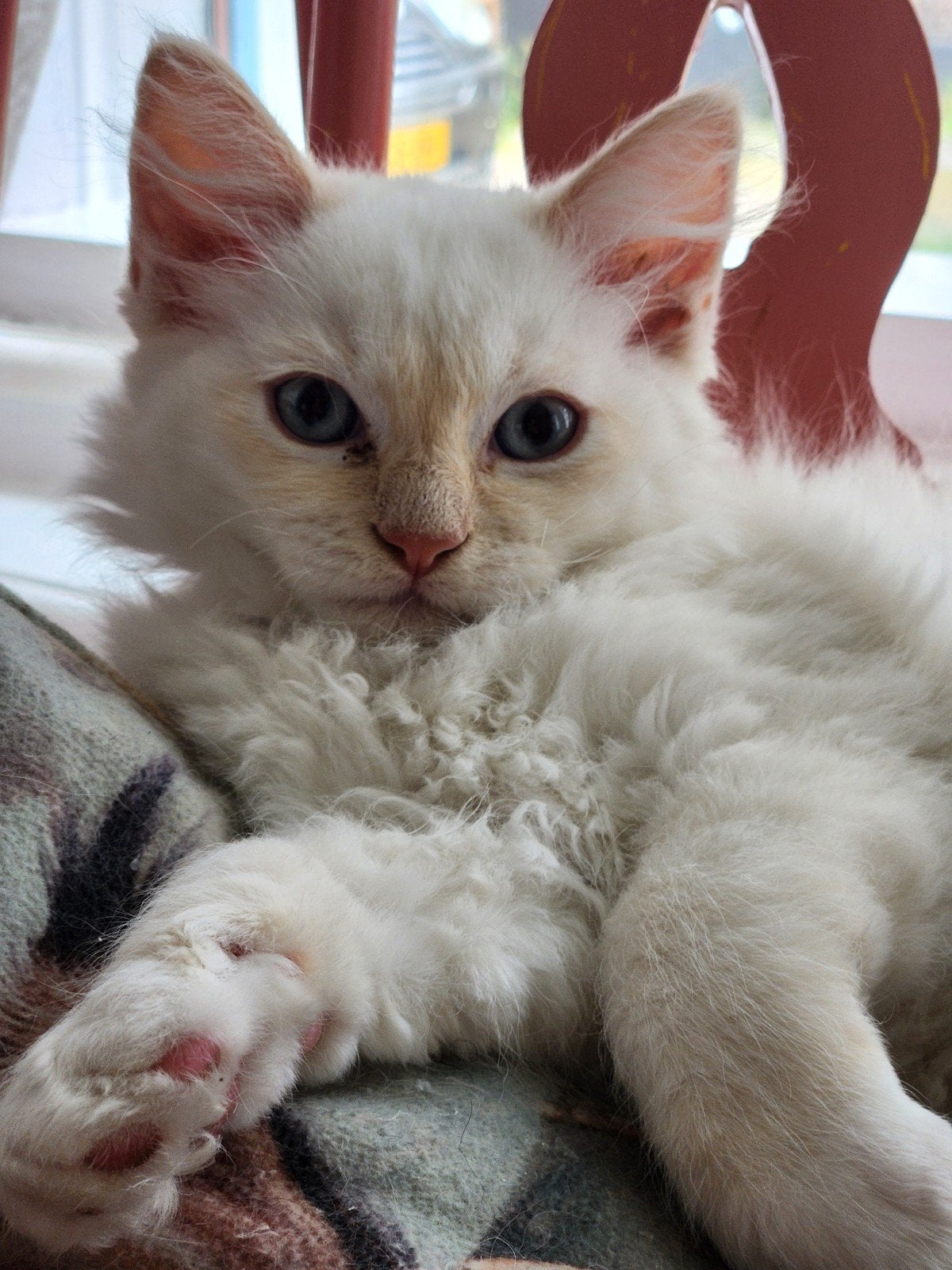 2 mooie/lieve ragdoll katertjes !! !, Meerdere dieren, Ontwormd, 0 tot 2 jaar