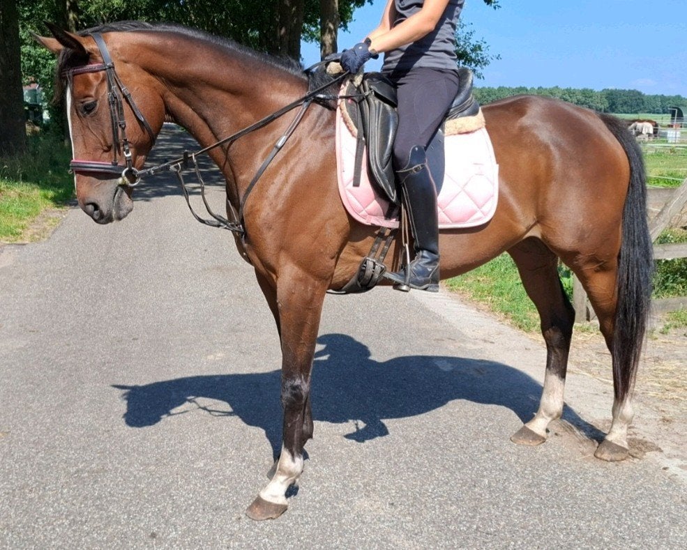 Brave 8 jr allrounder 1,60 mtr(recreatie-manege-sport), Dieren en Toebehoren, Paarden, Merrie, 7 tot 10 jaar, 160 tot 165 cm, Recreatiepaard