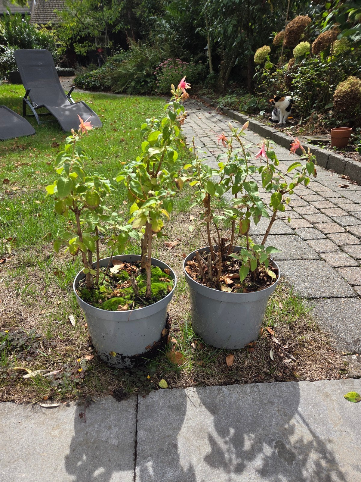 gratis 2 petunias, Ophalen, Volle zon, Overige soorten, Minder dan 100 cm