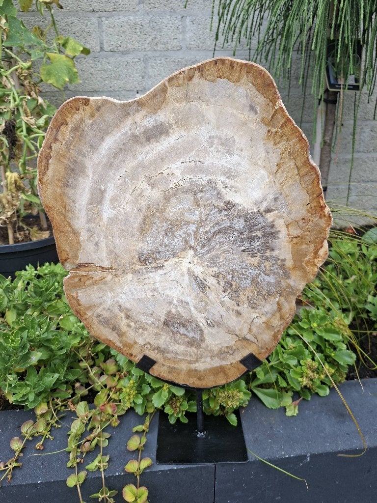 Versteend hout op standaard no a, Ophalen of Verzenden, Mineraal