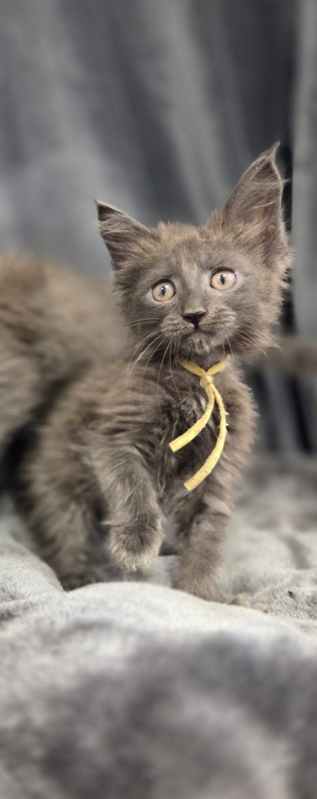 Maine coon kittens Raszuiver 1 poesje!, Dieren en Toebehoren, Katten en Kittens | Overige Katten, Poes, Langharig, 0 tot 2 jaar