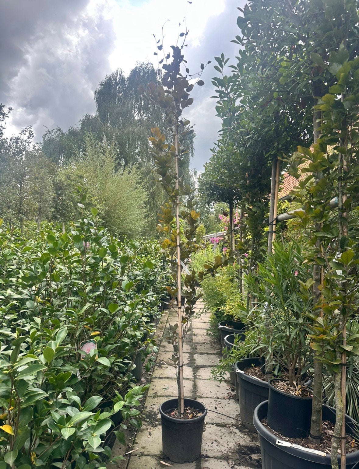 Fagus sylvatica dawyck purple (rode zuilbeuk), Tuin en Terras, Planten | Bomen, Ophalen, Bloeit niet, Halfschaduw, Overige soorten