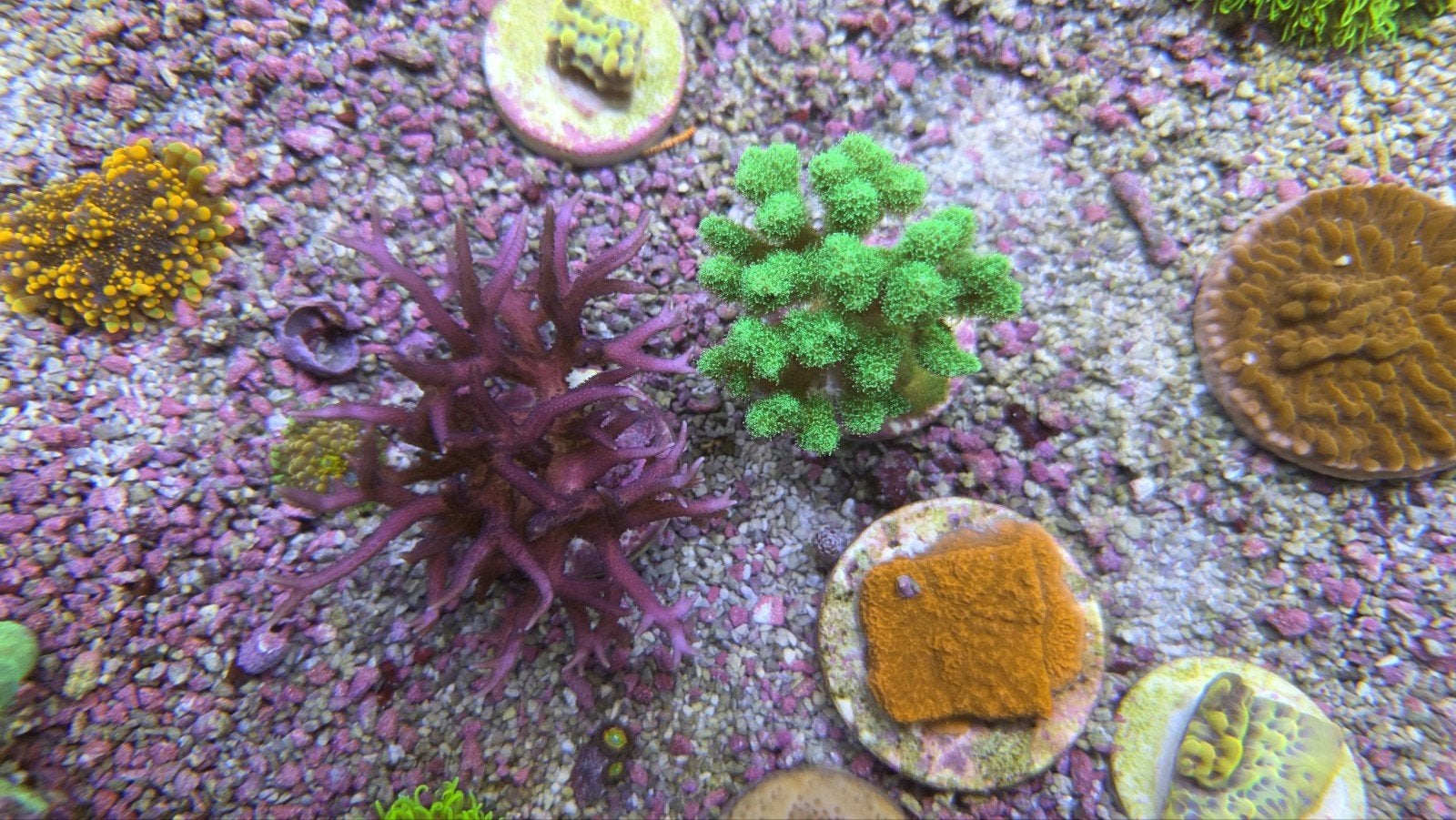 Heel veel Koralen op voorraad bij Aquadeco, Dieren en Toebehoren, Vissen | Aquariumvissen, Overige typen, Zoutwatervis