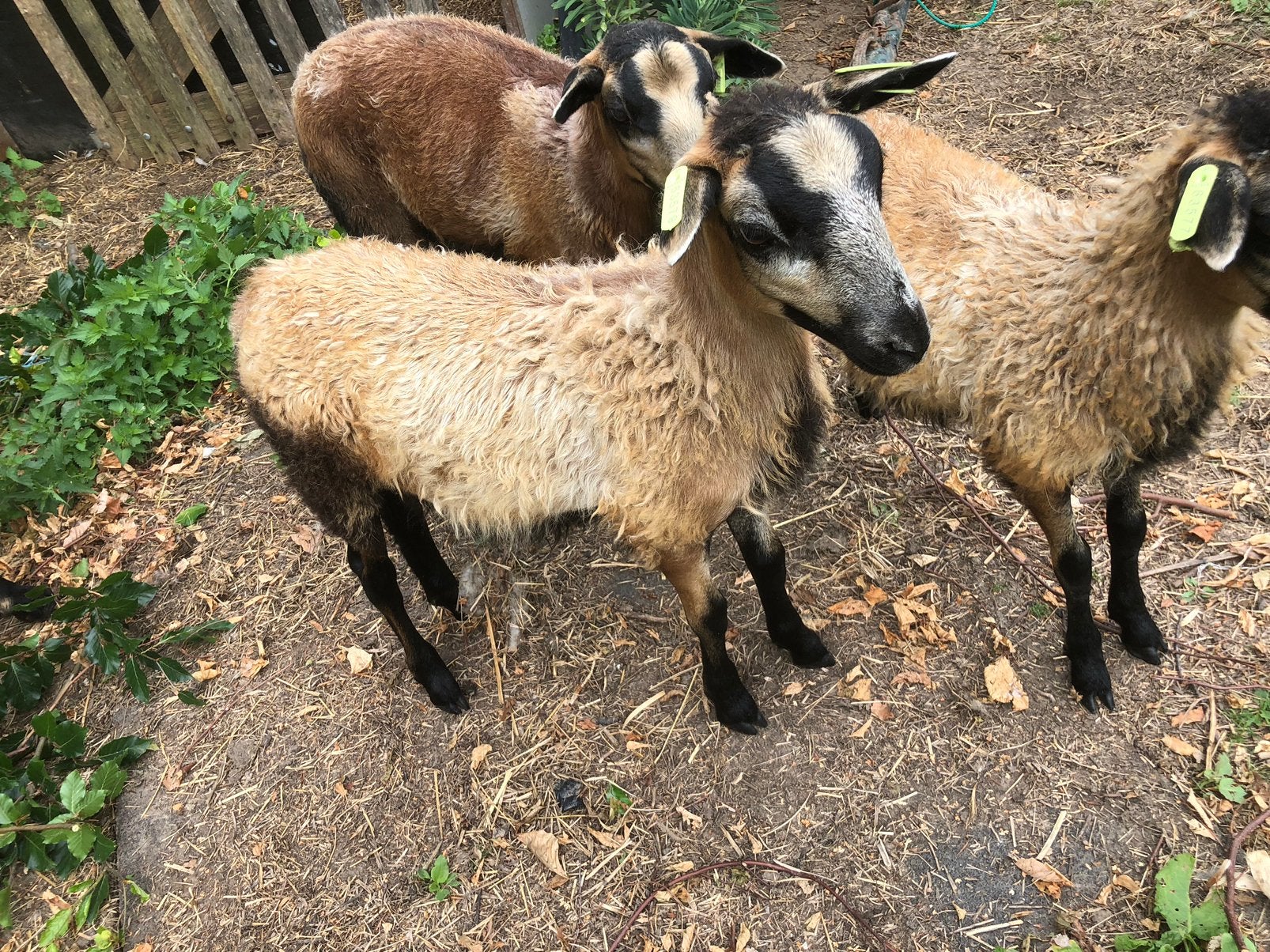 Jonge Maasduin ram, Mannelijk, Schaap