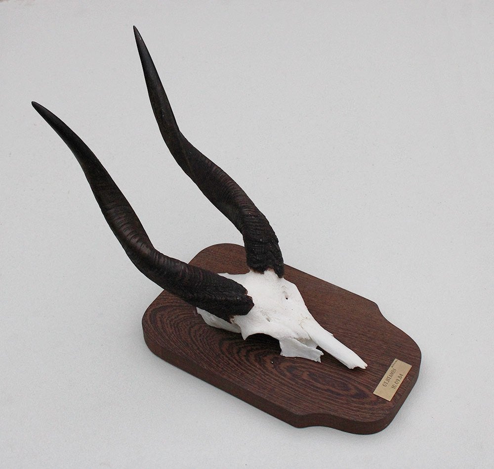 Schedel Afrikaanse BUSHBUCK / BOSBOK ANTILOPE - ref. A, Ophalen of Verzenden, Gebruikt, Wild dier, Schedel