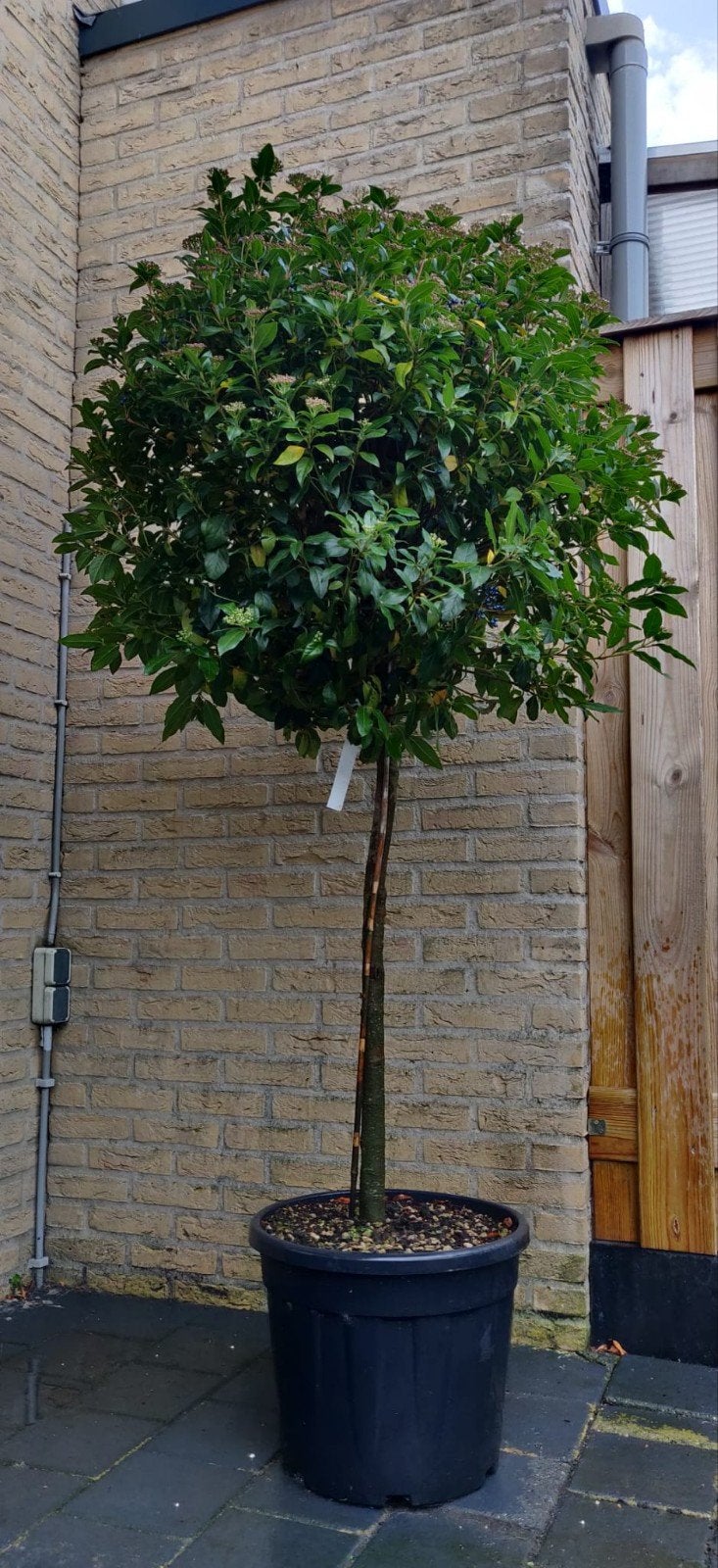 Viburnum Tinus op halfstam - Wintergroene Sneeuwbal, Tuin en Terras, Winter, Overige soorten, 100 tot 250 cm, Ophalen