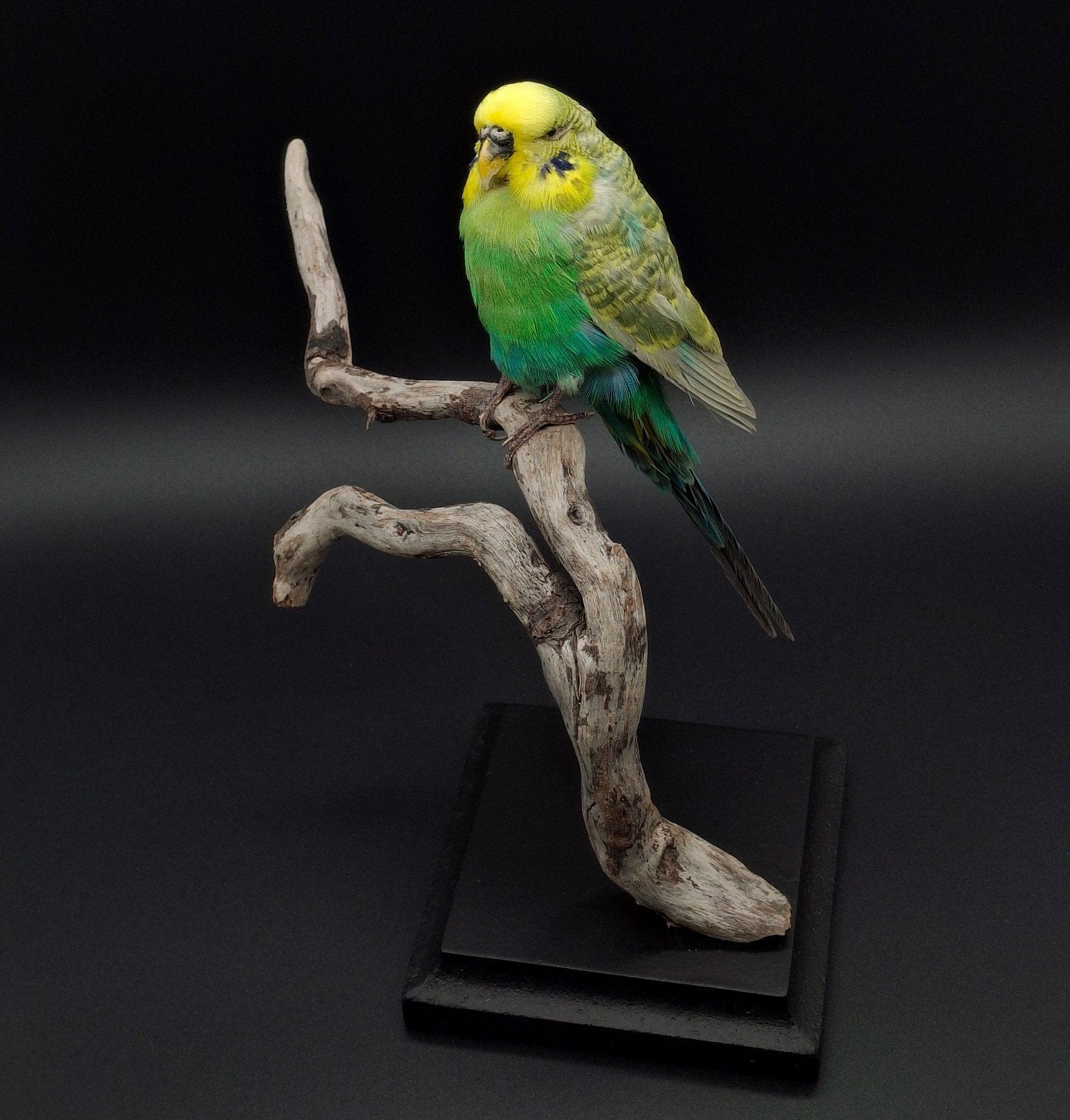 Opgezette grasparkiet taxidermie, Ophalen of Verzenden, Nieuw, Vogel, Opgezet dier
