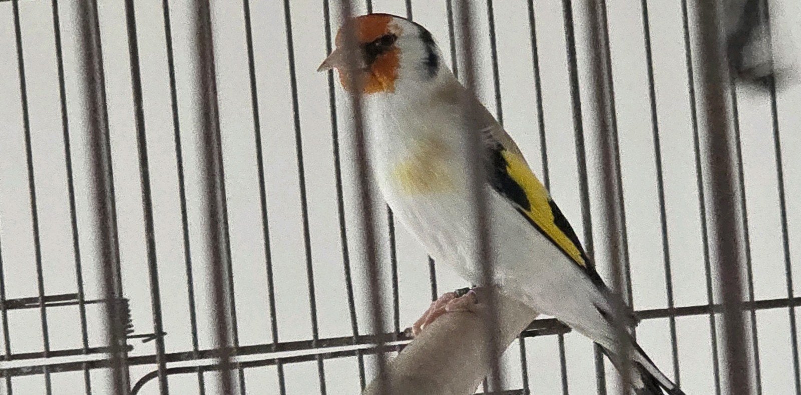 majoor putter Man 2021, Dieren en Toebehoren, Mannelijk, Wildzangvogel, Geringd
