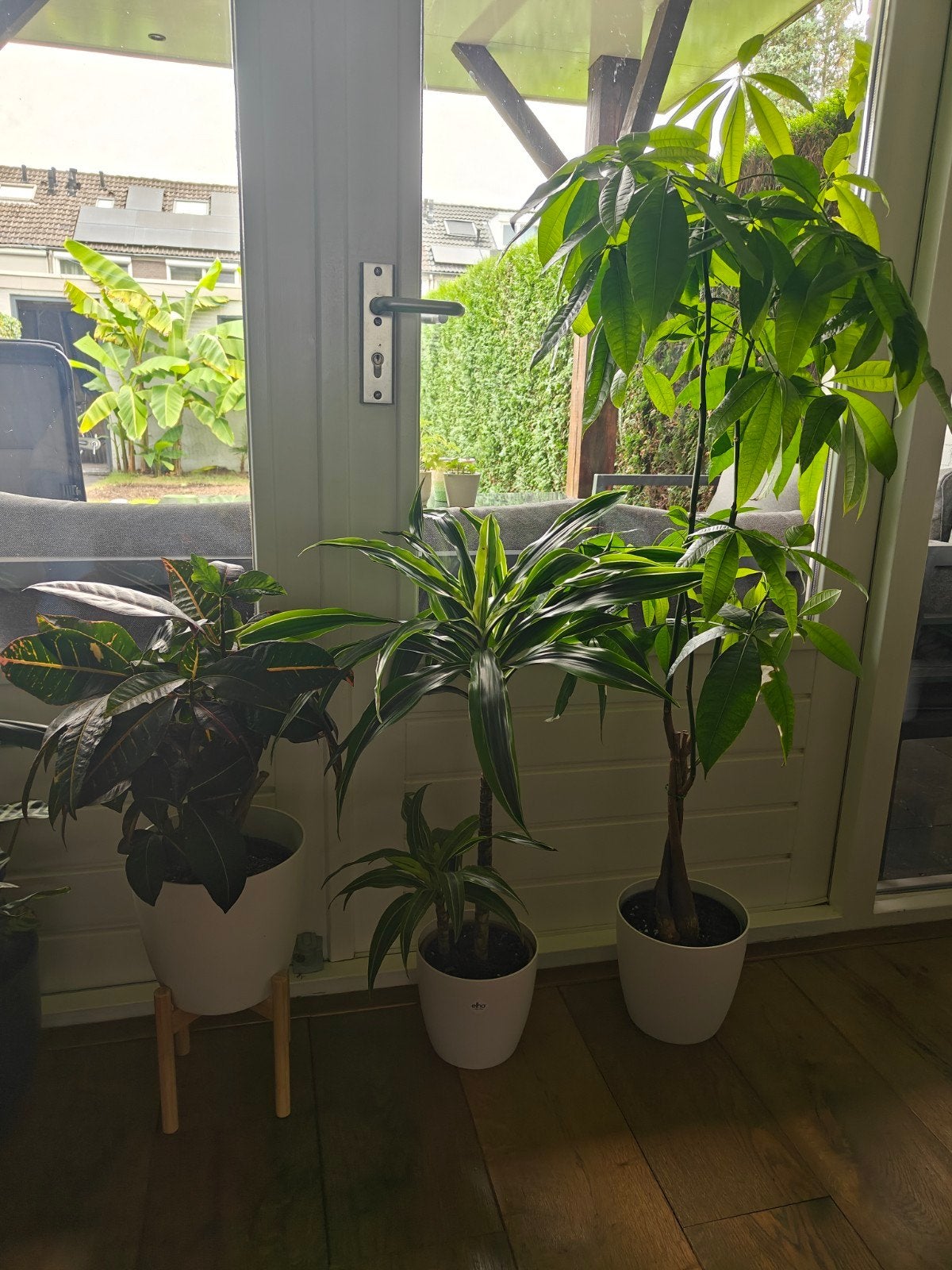 3 grote kamerplanten in witte potten., Ophalen of Verzenden