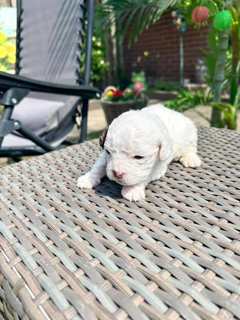 Boomer pups, Dieren en Toebehoren, 8 tot 15 weken, Meerdere, Meerdere dieren, Nederland