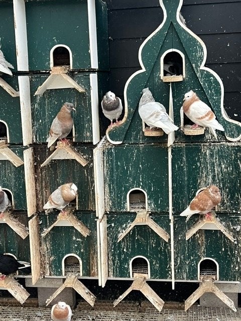 25 rasduiven: speeldekes en ringslagers, Dieren en Toebehoren, Meerdere dieren, Overige soorten
