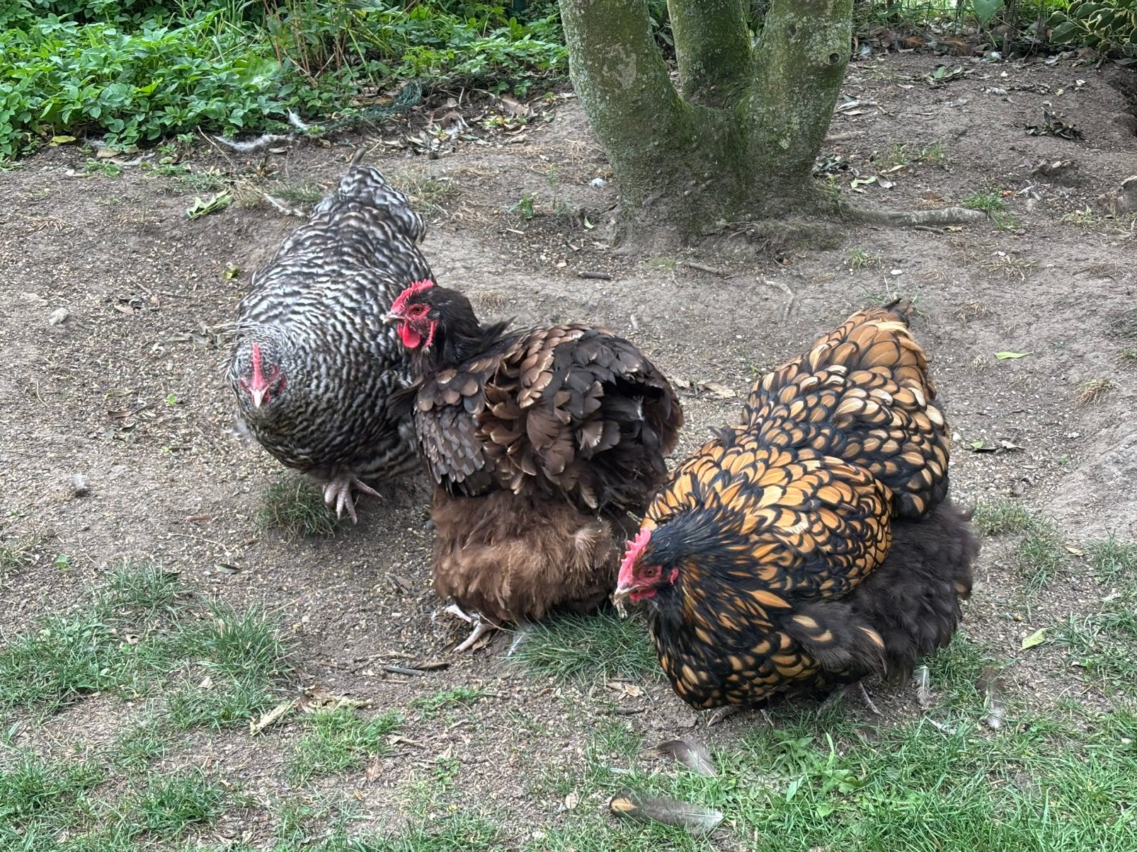 Drie mooie orpington hennen, Dieren en Toebehoren, Pluimvee, Vrouwelijk, Kip