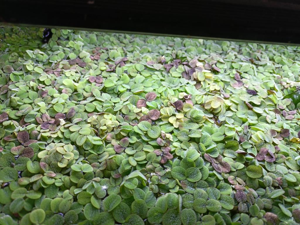 Salvinia, Dieren en Toebehoren, Ophalen, Plant(en), Steen of Hout