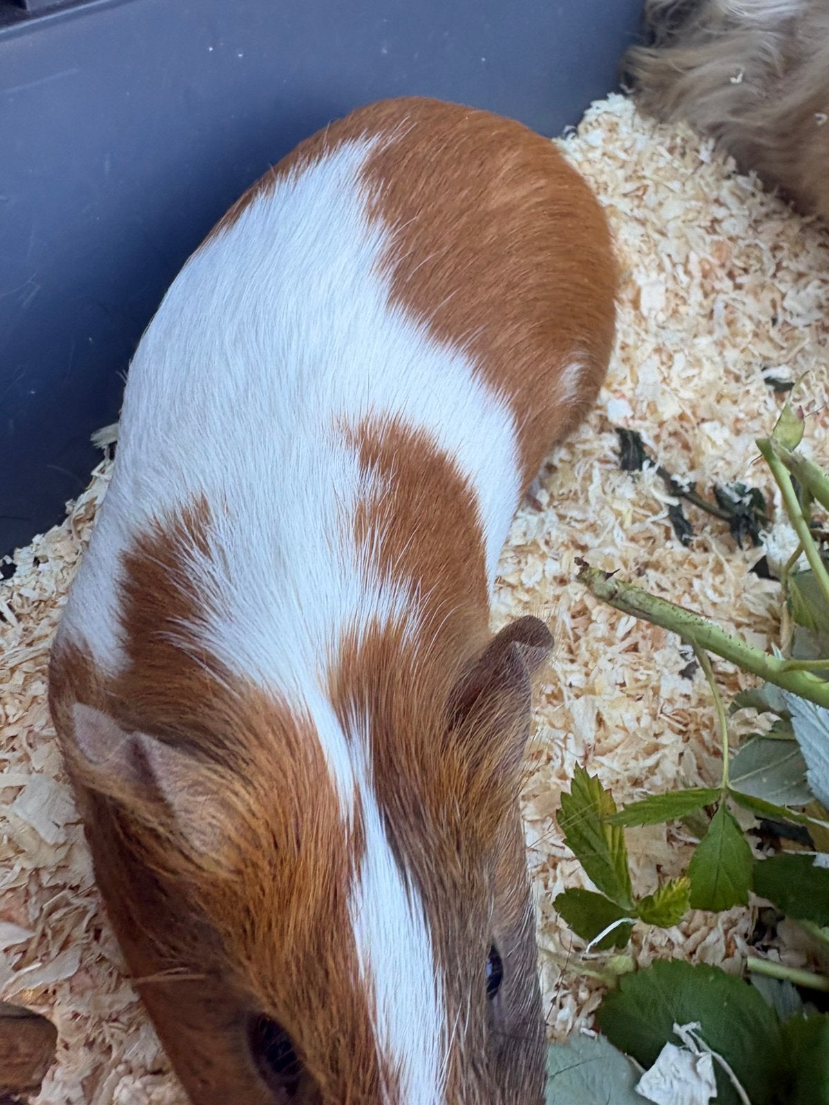 1 Bruin met wit jonge beertjes cavia, Dieren en Toebehoren, Knaagdieren, Cavia, Mannelijk, Januari, Tam