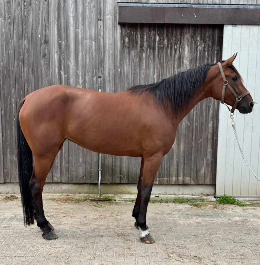 lieve 5 jarige merrie draver, Dieren en Toebehoren, Merrie, Met stamboom, Zadelmak, 3 tot 6 jaar