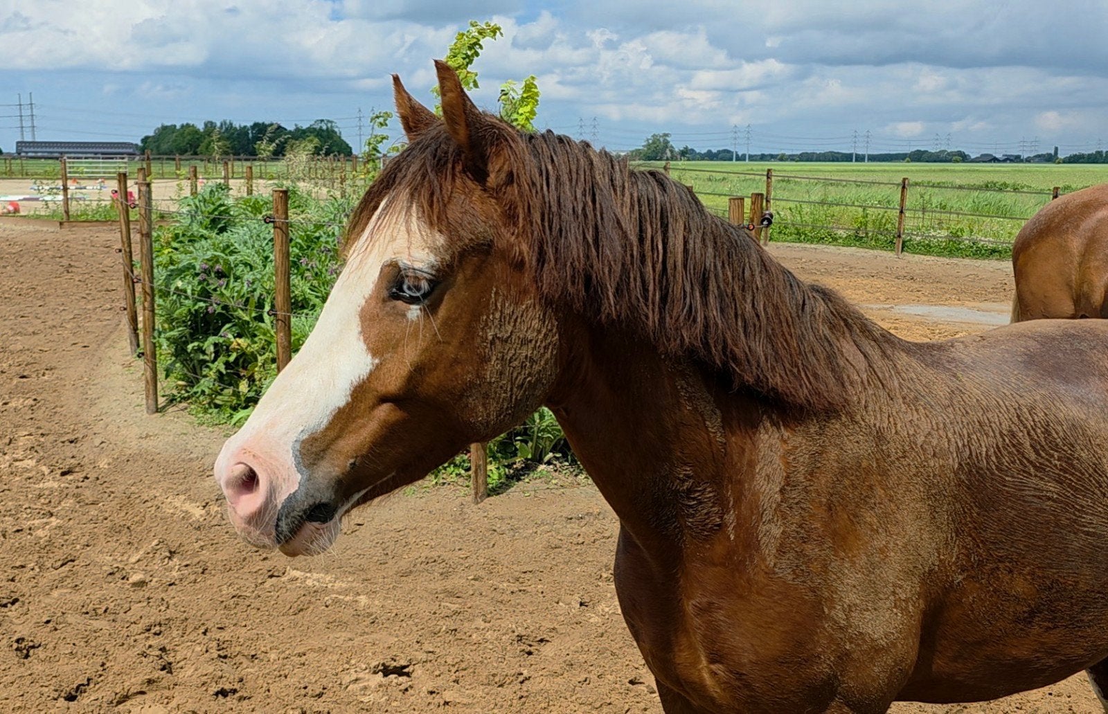 Knappe d pony welsh ruin, Dieren en Toebehoren, Pony's, Ruin