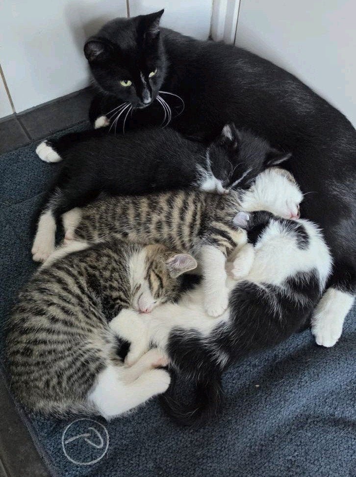 Schattge kittens, Dieren en Toebehoren, Meerdere dieren, Kortharig, 0 tot 2 jaar