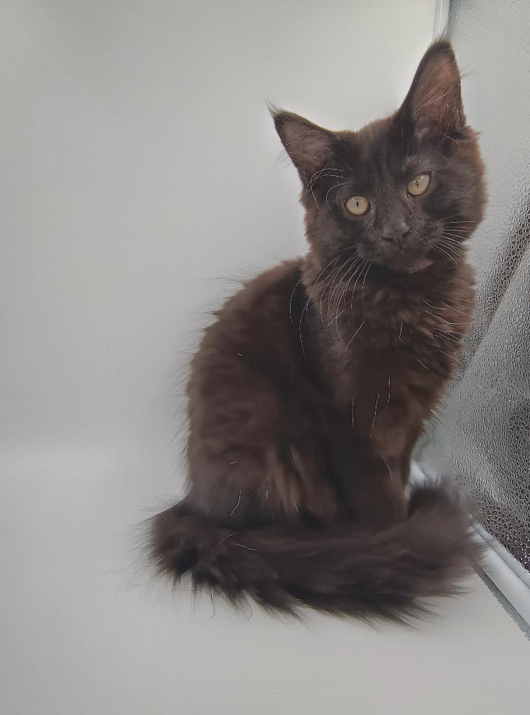 Maine Coon kittens met stamboom, Dieren en Toebehoren, Katten en Kittens | Overige Katten, Meerdere dieren, Langharig, 0 tot 2 jaar