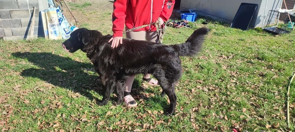  Tristan – een knuffelbare reu met een gouden hart , Dieren en Toebehoren, Honden | Niet-rashonden, Particulier, Reu, 1 tot 2 jaar