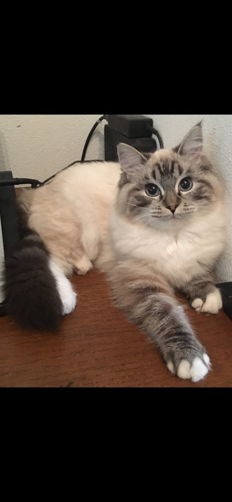 Herplaatser poes 3 jaar, Poes