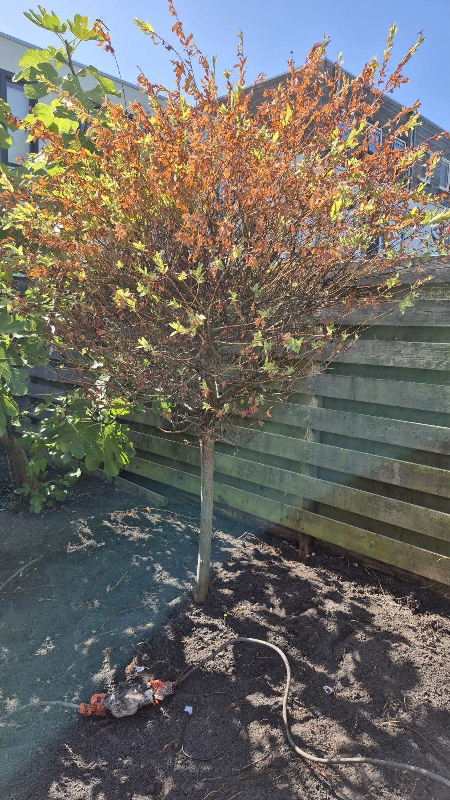 Boompje gratis afhalen, Tuin en Terras, Ophalen, Overige soorten, Minder dan 100 cm