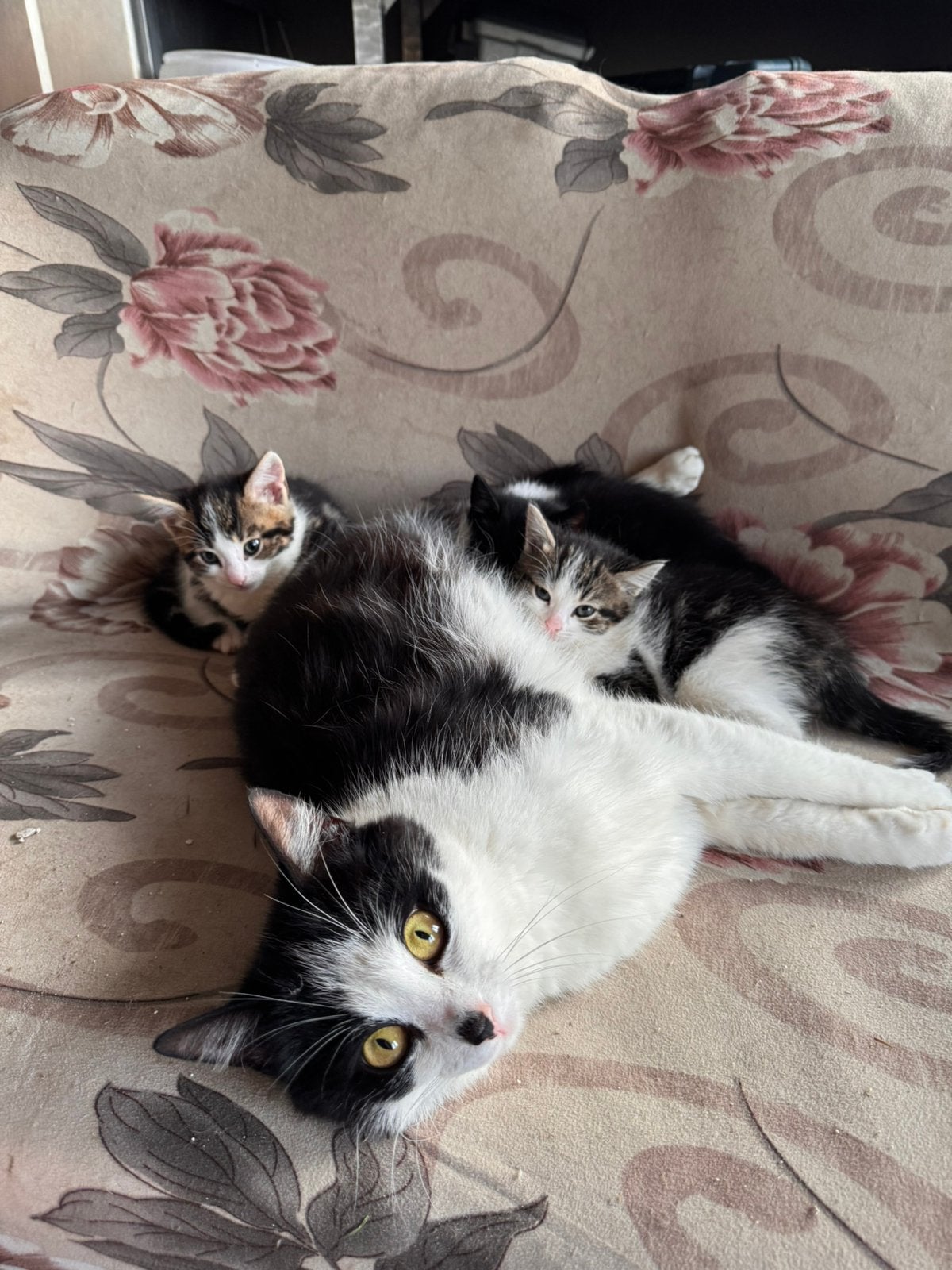 Kater kitten op zoek naar gouden mandje!, Meerdere dieren