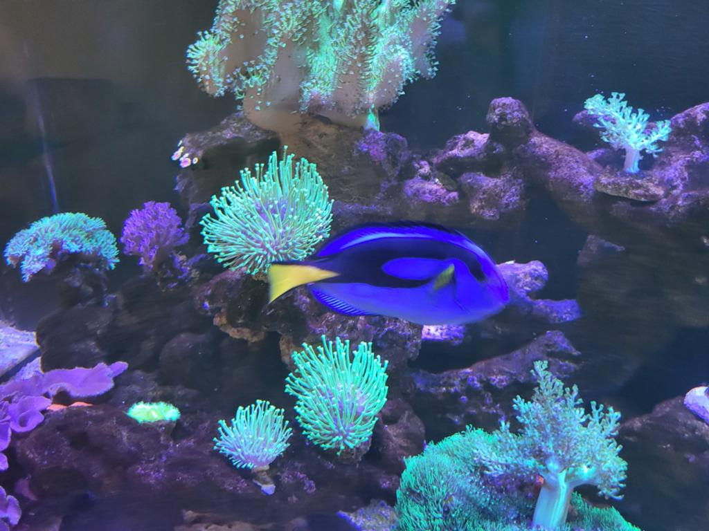 Paracanthurus Hepatus (dory), Dieren en Toebehoren, Vis