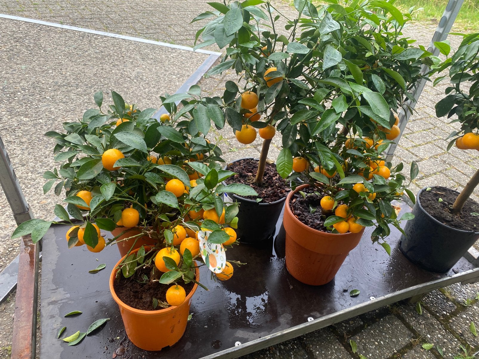 Aangeboden zes mandarijn boompjes, Tuin en Terras, Ophalen, Overige soorten, Volle zon