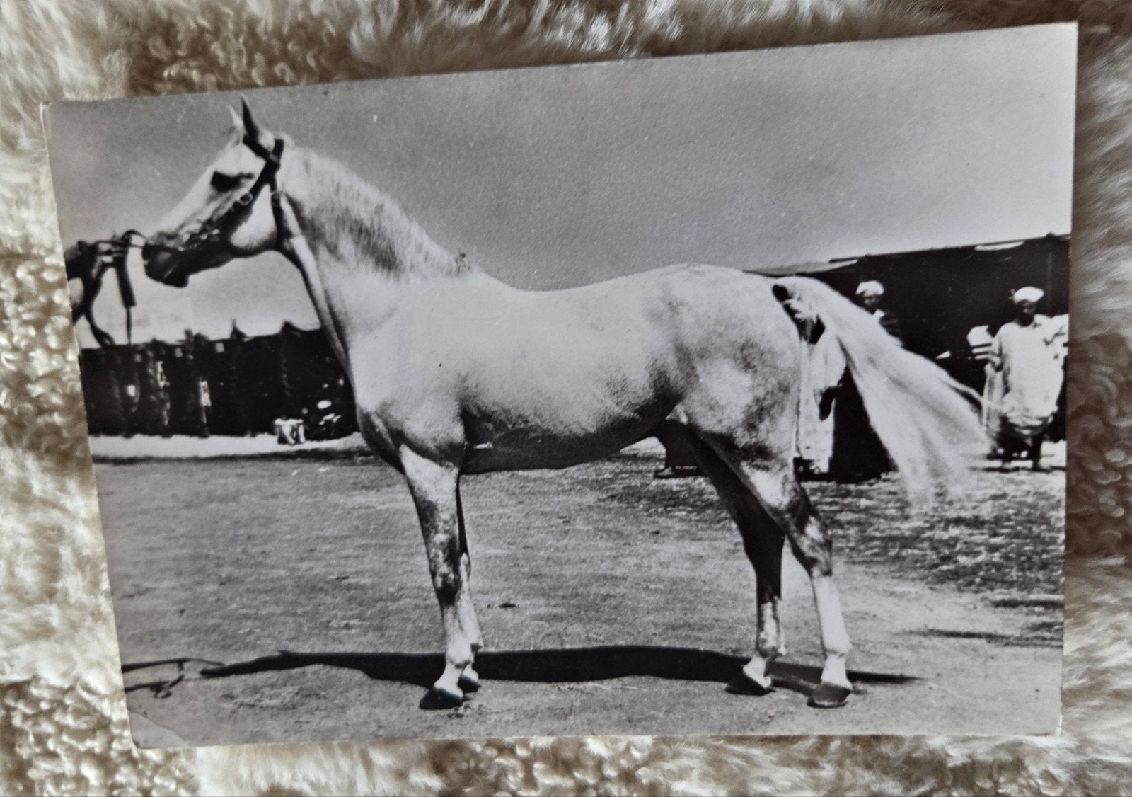 Arabisch Paard - Soufrane Reclame (1962), Verzenden, 1960 tot 1980, Gelopen, Paard