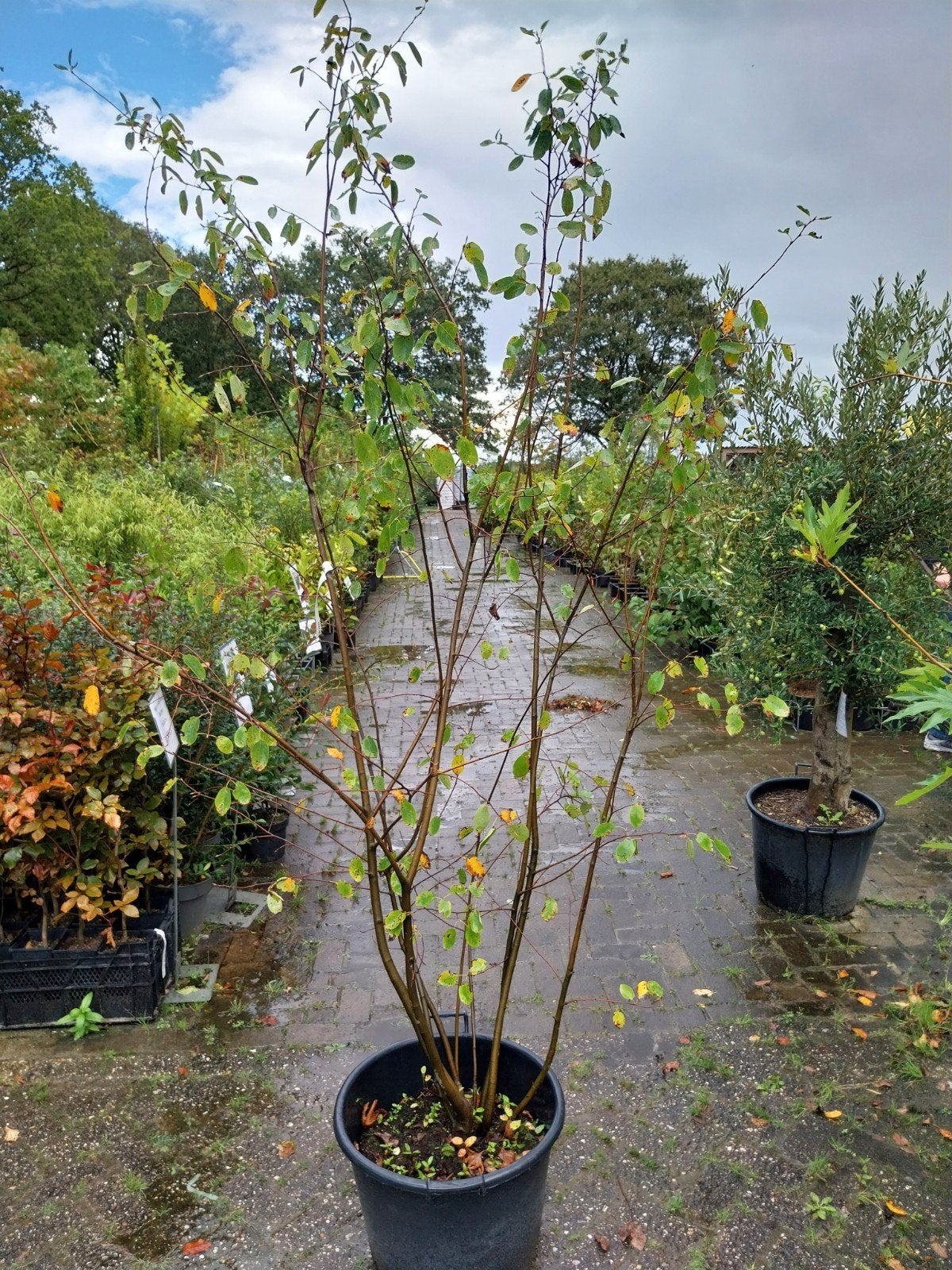 Amelanchier Lamarckii - Meerstammige Krentenboom, Lente, 100 tot 250 cm, Volle zon, In pot