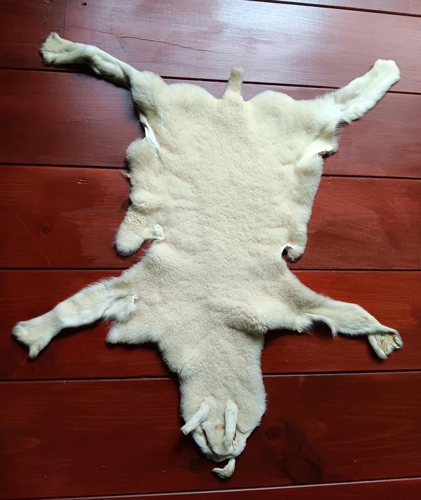 Zachtgelooide huid van een lam taxidermie, Verzamelen, Dierenverzamelingen, Ophalen of Verzenden, Zo goed als nieuw, Boerderijdier