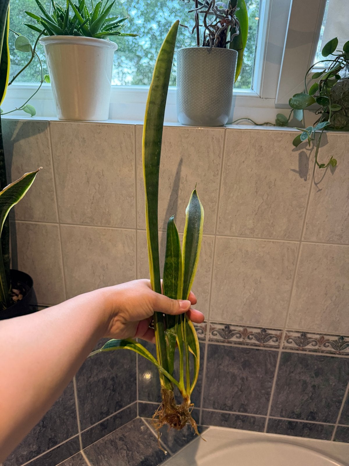 2 Sansevieria stekken met wortels, Ophalen, Overige soorten, Halfschaduw, Minder dan 100 cm