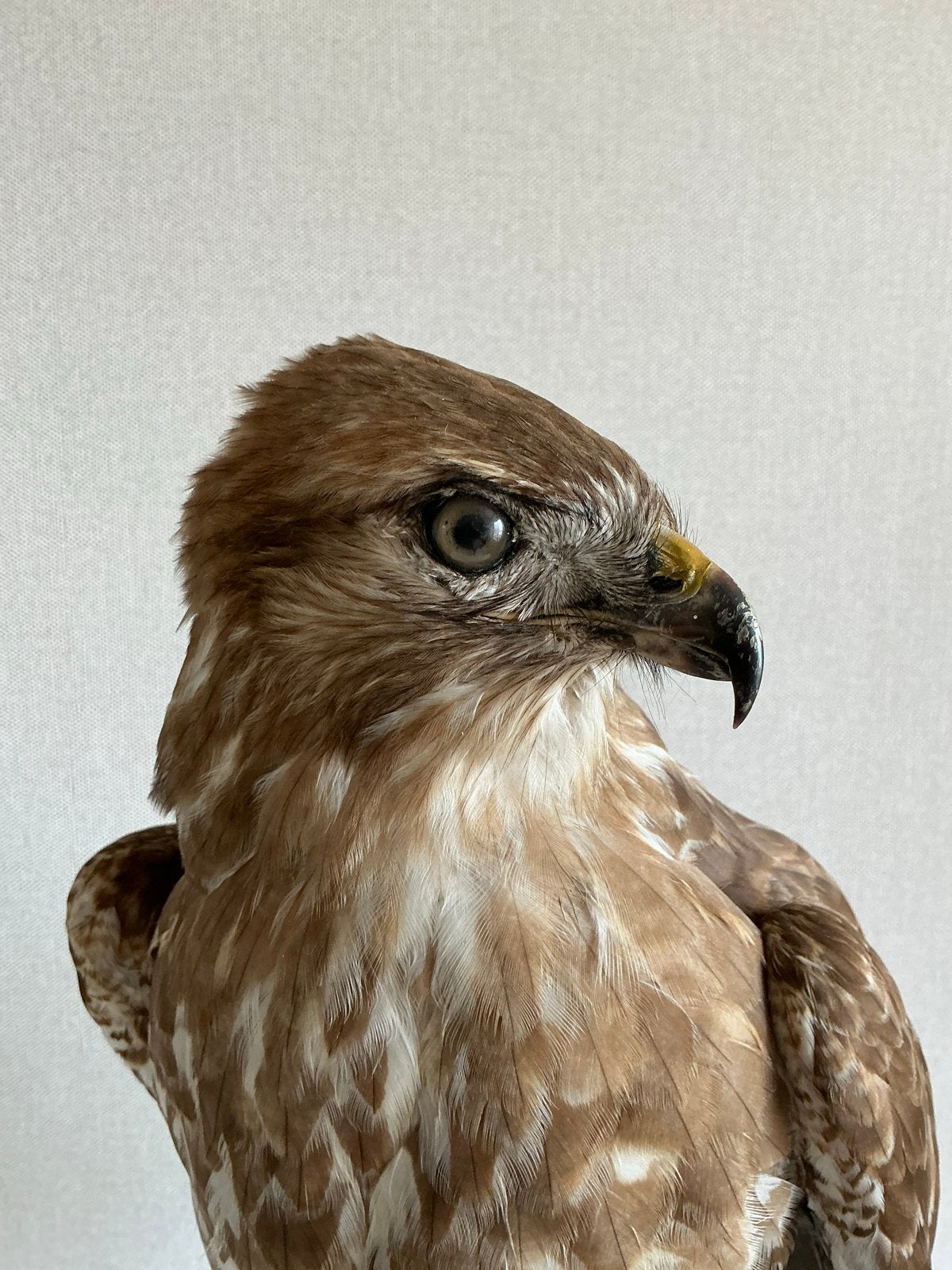 Opgezette Buizerd - Prachtig exemplaar, Ophalen of Verzenden, Gebruikt, Vogel, Opgezet dier