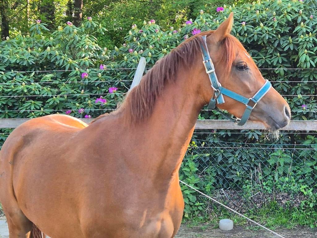 Prachtige Brave Welsh C merrie, Merrie, Met stamboom, Dressuurpony, 3 tot 6 jaar
