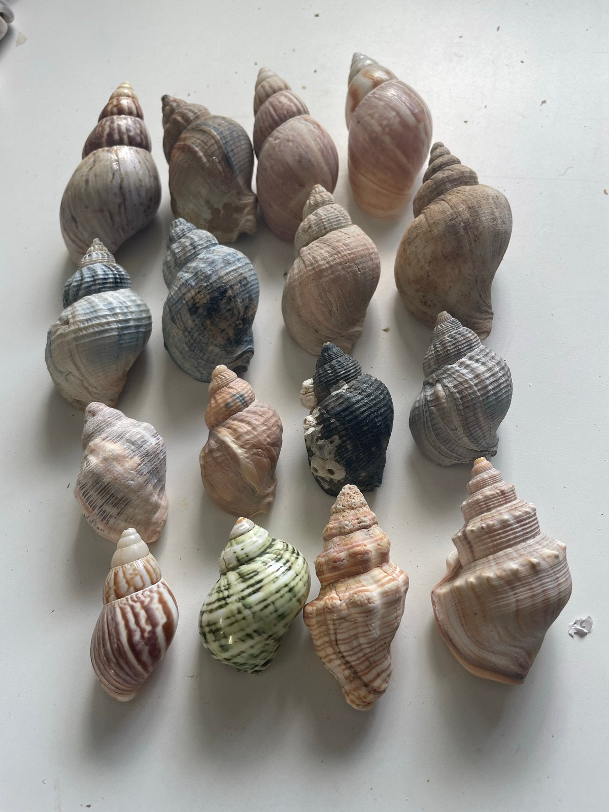 16 stuks vlas- slakken of Wulken diverse zeeschelpen, Ophalen of Verzenden, Schelp(en)